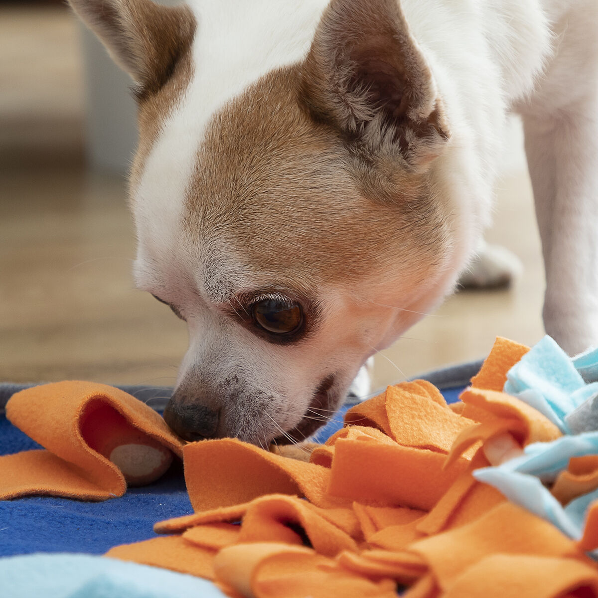 Tapete de Farejar para Cães